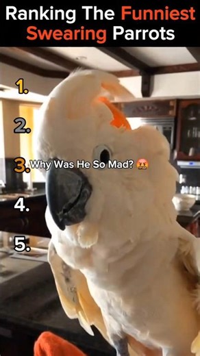 Ranking The Funniest Cursing Parrot Moments #shorts #funny #ranking