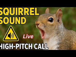Squirrel Alert Call 🐿️ Loud High-Pitch Sound Effect, Attract & Alert Squirrels Fast