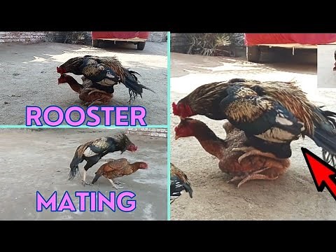 Rooster Mating Compilation Full | How do asil chickens mat | Aseel breeding pair Rooster and Hen