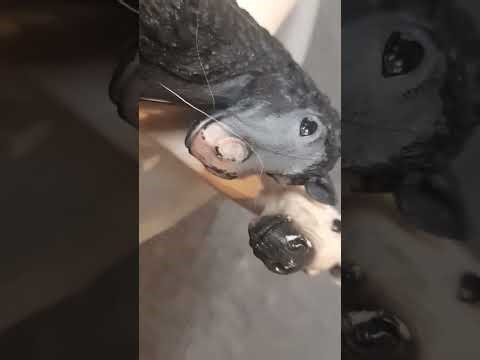 Pandora story part 2