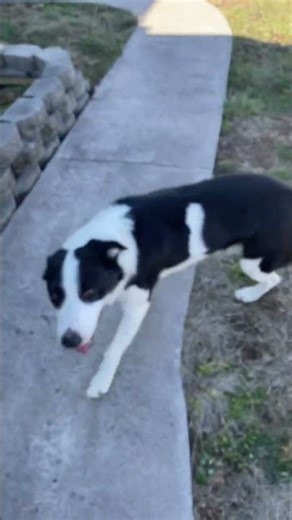 Goofy dog #youtube #shorts #viral #subscribe ￼￼