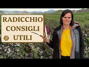 RADICCHIO cultivation and useful tips