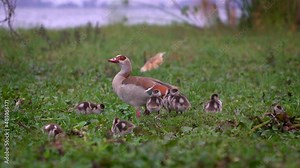 Egyptian Goose - Alopochen aegyptiaca member of the duck, goose, and swan family Anatidae, native to Africa south of the Sahara and Nile Valley, chicks and duck on the grass near lake Naivasha, Kenya.