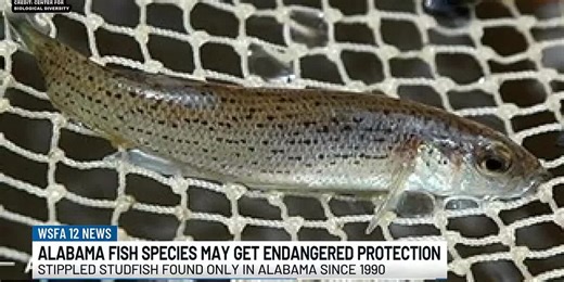 Alabama fish species may soon have endangered protection