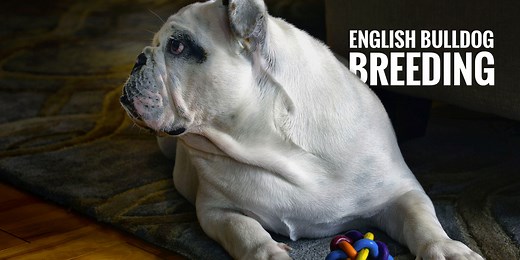 Breeding Bulldogs — History, Health and Best Practices