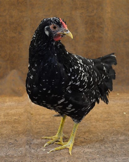 Ancona Chicken - Breed Profile - Backyard Poultry