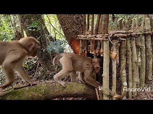 hunting trap monkey ชีวีดของชายป่า