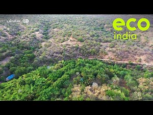 Eco India: How a forest cooperative is reversing desertification in Tamil Nadu
