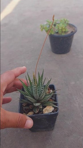 zebra Haworthia plant flowering #garden #haworthia