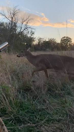 Easiest tracking job ever!! #deerhunt #deerhunting #hunt #hunting #shorts