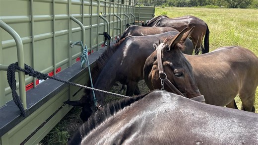North Carolina's mission mules volunteer unit joins search efforts in Texas flood zone