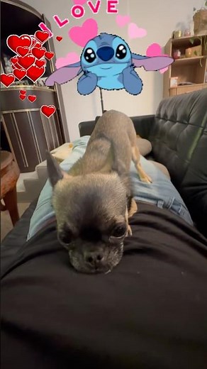 Funny & cute baby chihuahua videos mix #chihuahua #viralvideo