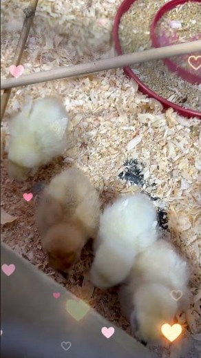 Cute Baby Chickens Eating for the First Time 🐣 | Adorable Chick Feeding Video | Relaxing Farm Life