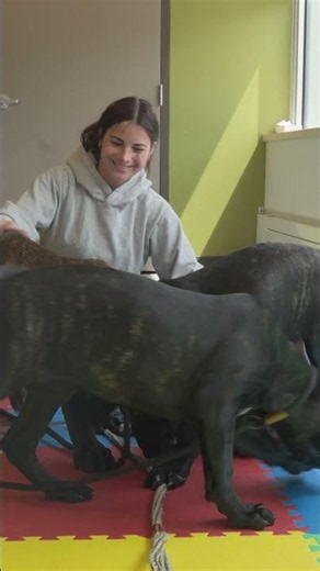 Hands-On Veterinary Technician Training at Fleming