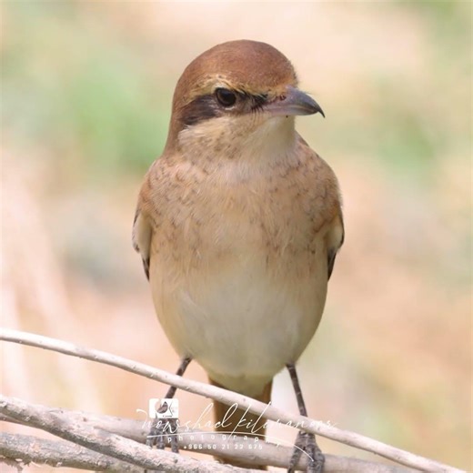 Brown Shrike | തവിട്ടുവാരിയൻ #birdphotography #birds #wildlife