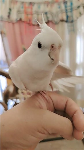 Adorable Cockatiel Chicky's Cuteness Overload 🤍 🦜😍 #cockatielscraze