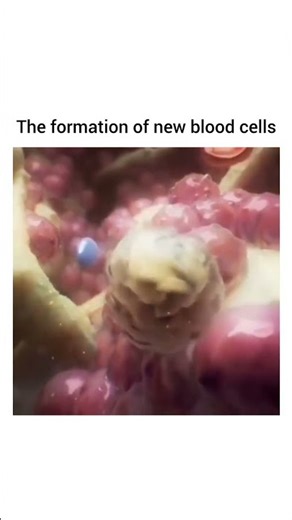 Hematopoiesis is the development and formation of blood cells.
