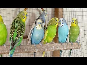 12 Hours of Happy Parakeet Sounds 🐦🎶 | Comforting Chirps for Your Sad & Lonely Budgies