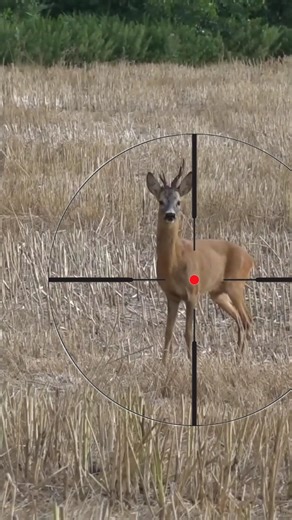 Roe Deer in Scope – One Shot, No Miss! #HuntingReels #GunAction