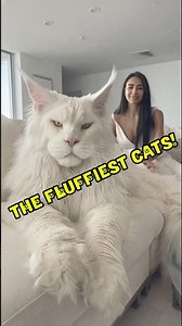 Top 5 Long-Haired Cats in the World — #1 Looks Like a Living Cloud!