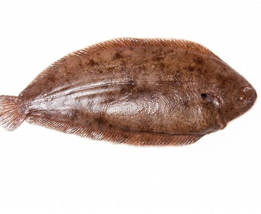 Buy Frozen Dover Sole 500-600g Online at the Best Price, Free UK Delivery - Bradley's Fish