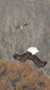 145K views · 1.6K reactions | Bald Eagle vs Peregrine Falcon! ⚡️ ...#eaglevsfalcon #falcon #peregrinefalcon #eagles #baldeagle | Tohid Azimi | Facebook
