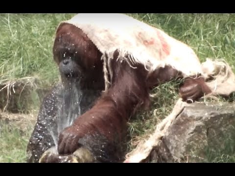 It's so hot! Clever Orangutan drinking water.暑いねえ。オランウータンの賢い水の飲み方。