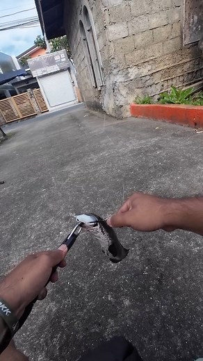 Pinoy street fishing ang trip! . #fishing #mancing #fishingtrip #fishinglife #fishingvideo #channa #snakehead | Bosai
