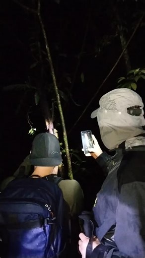 Raja Ampat Herping on Instagram: "Night time in the rainforest is always full of surprises. As the sun sets and the forest cools down, a completely different world comes alive. Shining eyes appear along branches, frogs start calling from hidden streams, geckos and forest dragons emerge to hunt, and snakes slowly move through the undergrowth. Every step can reveal something unexpected from tiny insects glowing under your torch to rare reptiles resting just a few meters above the ground. #NightSaf