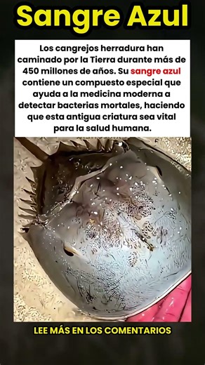 La Sangre Azul que Salva Vidas: ¡El Secreto del Cangrejo Herradura! 🦀🩸