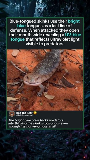 The Blue Tongue Defense That Scares Off Predators