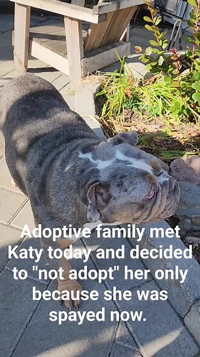 Katy has been in rescue for 6 months, waiting to get adopted to a family as an only pet. She came from a puppy mill and doesn't like other dogs. Rescues spayed or neuter all pets before adoptions, microchip and provide medical care. Family that met her today had kids that loved her, Katy likes the family and it was great until going over her background. Soon as they were told she was spayed and wouldn't have to worry about being a mama again - they lost interest in her. No reasoning why that off