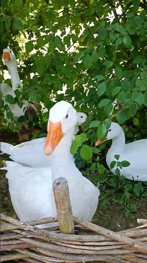 Gänse im historischen Bauernhof - Tradition und Heimat - So schön ist Deutschland