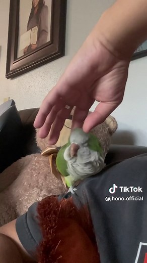 Another hispanic parrot it is 🇲🇽 | parrot talking