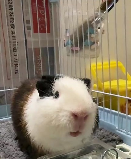 Guinea Pig Feeding & Squeaking Sounds Explained