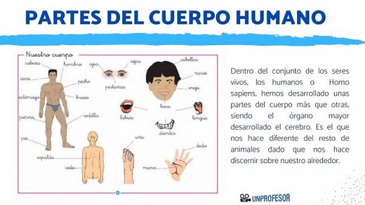 Todas las PARTES del cuerpo humano - ¡ideal para niños!