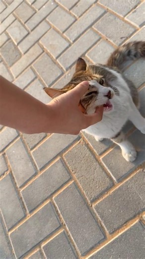 Cute Cat Dubai 4k