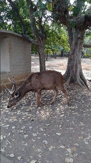 Very close to Alpha Deer in breeding season