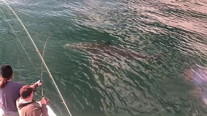 Happy December 1st! Rock Solid had the views today! 15’ great white shark! | Oregon Inlet Fishing Center