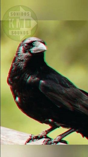 SONIDO DE CUERVO 🐦
