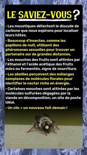 Le secret des odeurs qui attirent les insectes