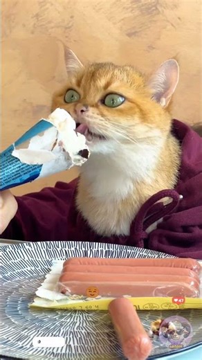 😺 مراجعة طعام من قبل قطتي 🍧😋#قطط #فيرال #ترند