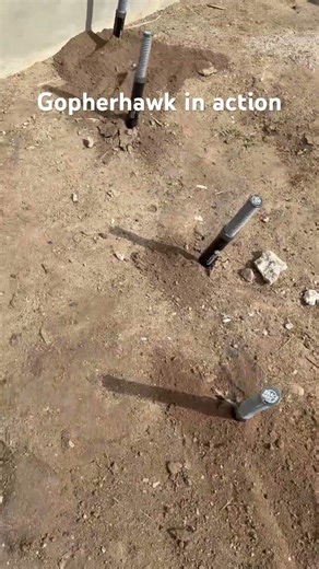 Gopher hawk in action