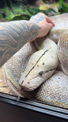 Abby Marie Stone on Instagram: "I’m angry but I’m not surprised. Because I was seven when it first happened to me. I wish people’s lived experiences carried more weight than a system that has always favored abusers of power. That abuse trickles down and causes real harm to real people. I don’t want prayers. I want consequences. Because nothing about this is okay. Let your rage keep your voice dangerously grounded in the reality they’re so terrified of. #snake #snakelover #pet #retic #stella"