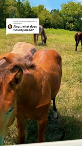 What is a Futurity?🐴 | Katie Van Slyke