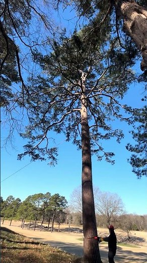 #golf cutting some more trees to lighten up the fairway