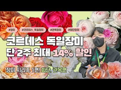 64 varieties in stock, including Cordes roses! 🌹The easiest rose to grow? Cordes German roses! 🌹O...