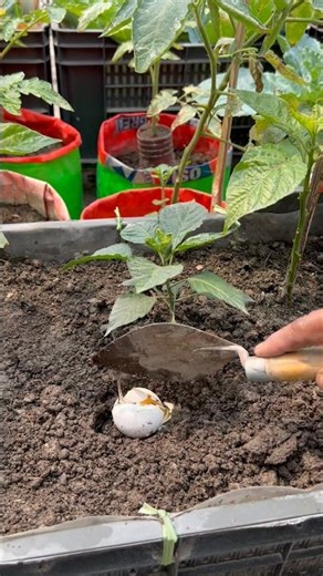 Capsicum care tips using raw egg as natural fertilizer #gardening #capsicum #garden #shorts￼
