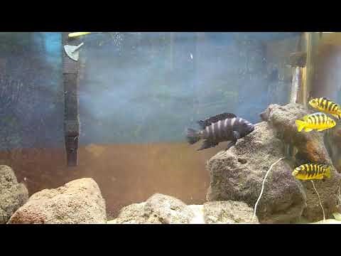 Bumblebee Cichlids