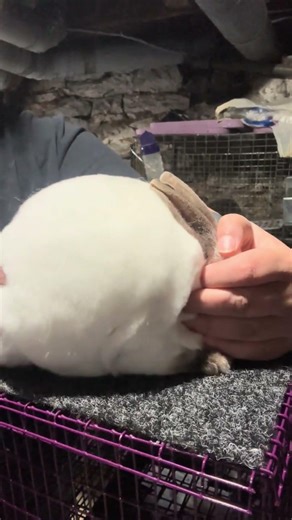 @imadedisfarm: Possing time. Starting to really work with the mini Rex kit on getting use to being h